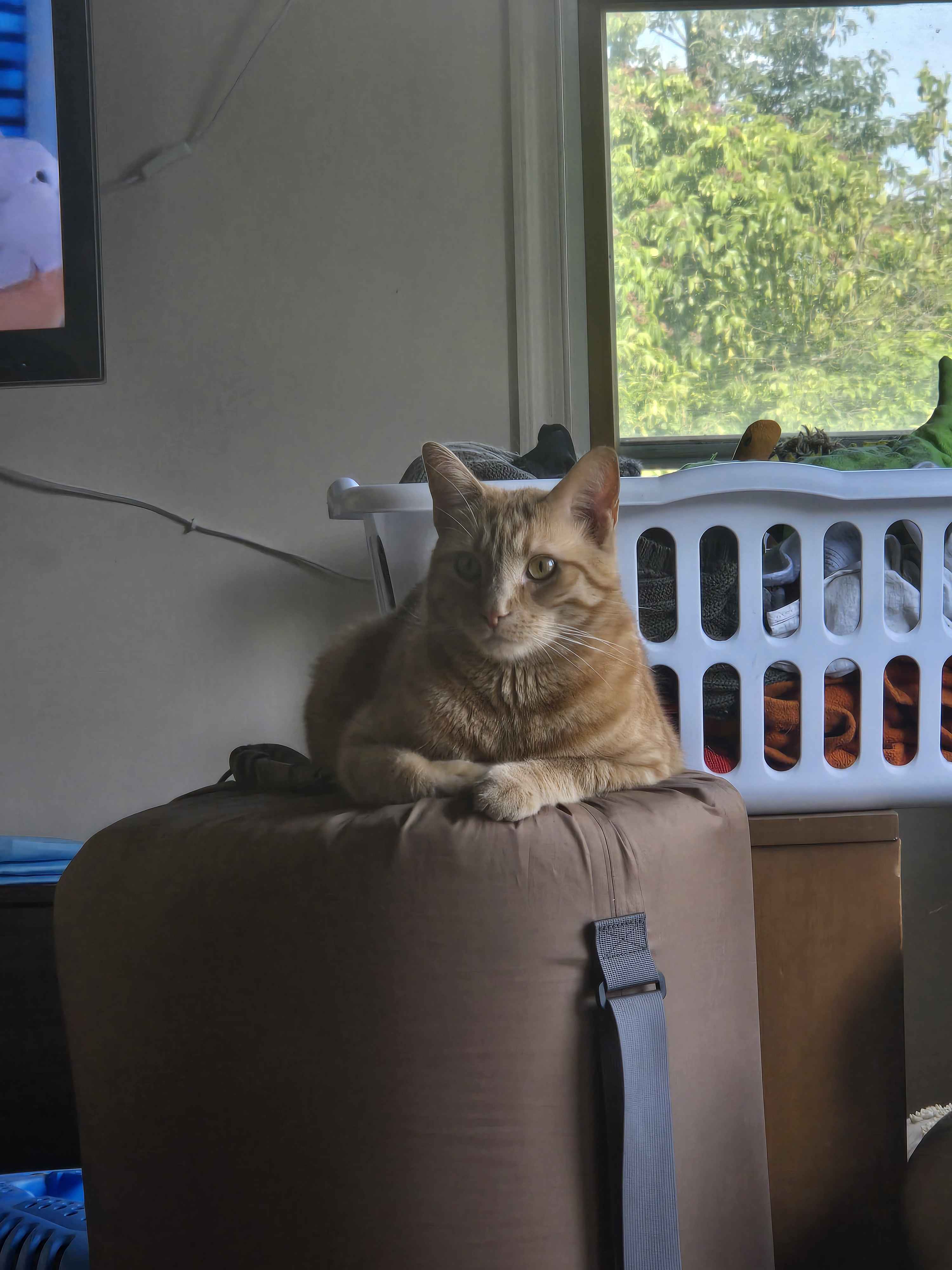 Emily's Cat: J.G. Wentwork 877-CASH MEOW.